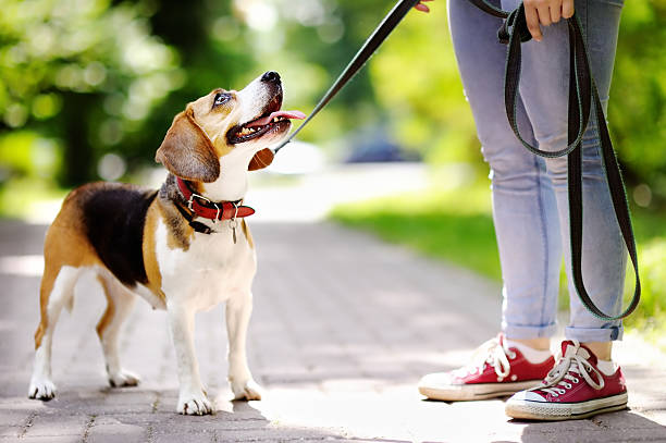 COLLARS & LEASHES